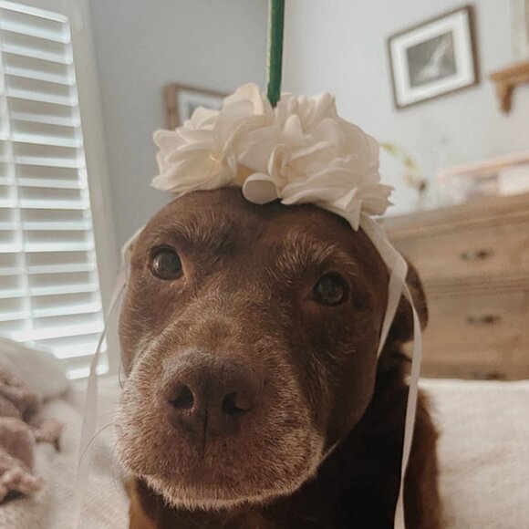 new Dog Halloween costume coffee starbucks 2 piece shirt and headpiece XS S M L - Picture 2 of 3